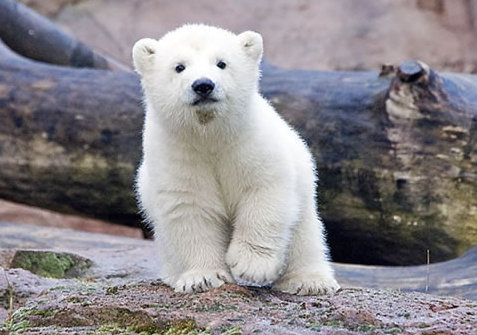 動(dòng)物小了才可愛(ài)！超級(jí)萌的小動(dòng)物