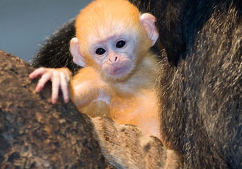 動物小了才可愛！超級萌的小動物
