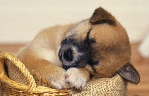 動物小了才可愛！超級萌的小動物