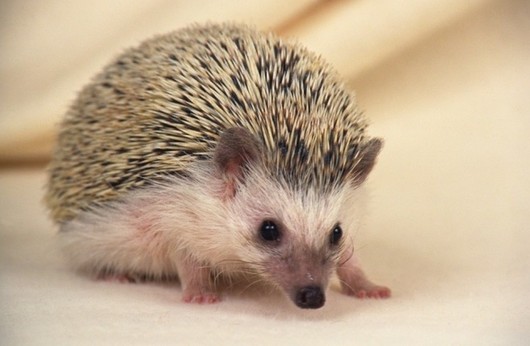 動物小了才可愛！超級萌的小動物