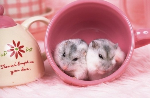 動物小了才可愛！超級萌的小動物