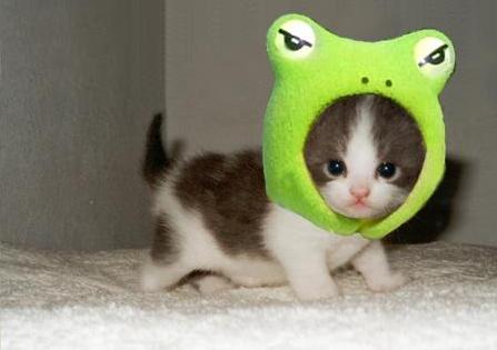 動(dòng)物小了才可愛！超級(jí)萌的小動(dòng)物