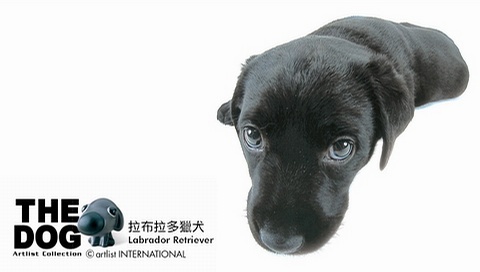 動物小了才可愛！超級萌的小動物