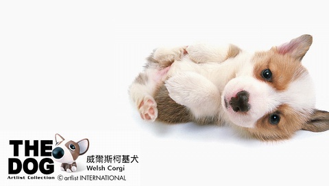 動物小了才可愛！超級萌的小動物