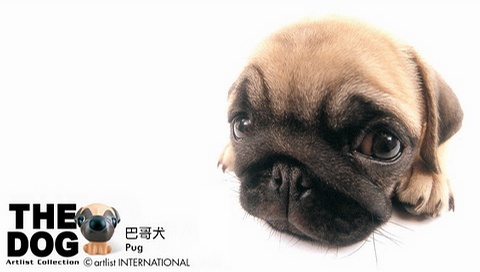 動(dòng)物小了才可愛！超級(jí)萌的小動(dòng)物