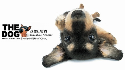 動(dòng)物小了才可愛！超級萌的小動(dòng)物