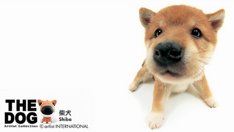 動物小了才可愛！超級萌的小動物