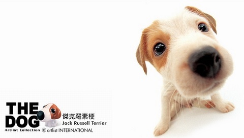 動(dòng)物小了才可愛！超級(jí)萌的小動(dòng)物