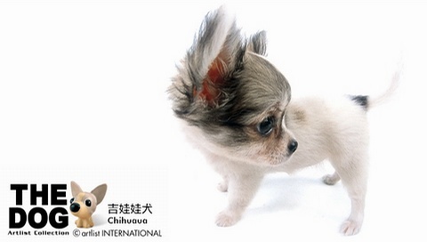 動物小了才可愛！超級萌的小動物