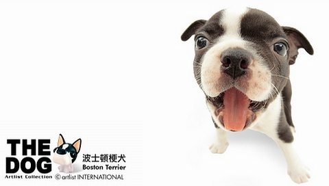 動(dòng)物小了才可愛！超級(jí)萌的小動(dòng)物