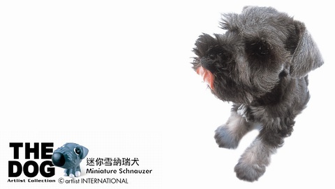 動物小了才可愛！超級萌的小動物