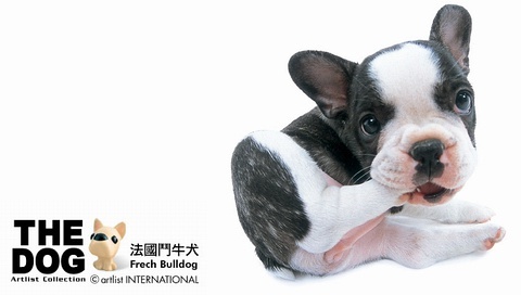 動(dòng)物小了才可愛(ài)！超級(jí)萌的小動(dòng)物