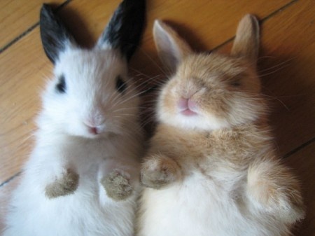 小動(dòng)物最萌瞬間