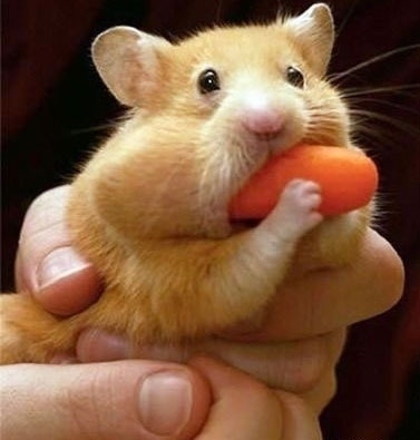 小動(dòng)物最萌瞬間