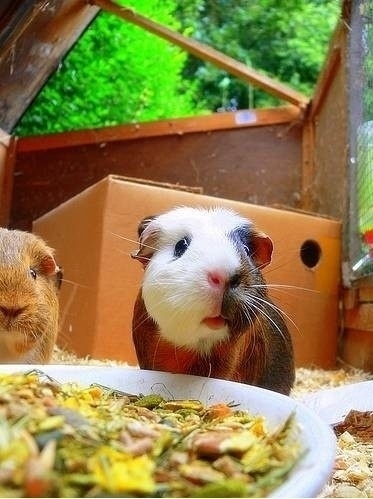 小動(dòng)物最萌瞬間