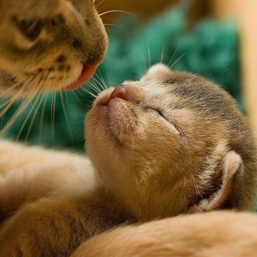 小動(dòng)物最萌瞬間