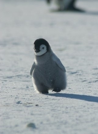 小動物最萌瞬間