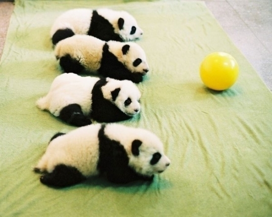 小動(dòng)物最萌瞬間