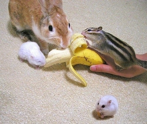 小動物最萌瞬間