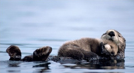 小動物最萌瞬間