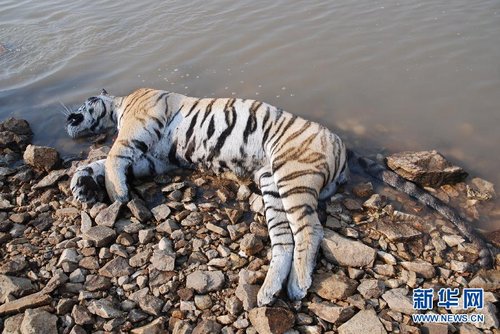 黑龍江發(fā)現(xiàn)疑似野生東北虎尸體 死因不詳(圖)