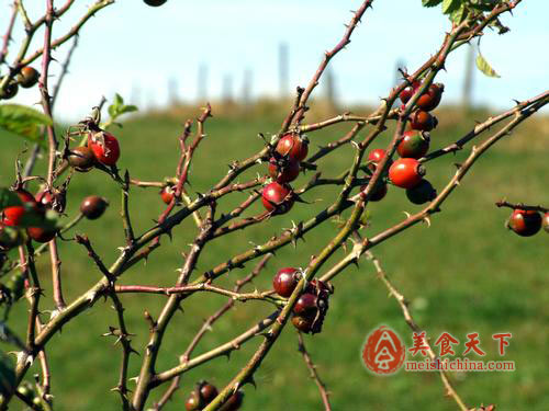 哪些食物空腹吃容易致命