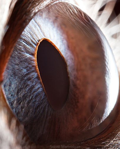 微距觀看神奇的動物眼睛