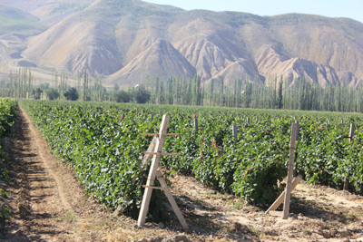 張裕建設(shè)全國六大優(yōu)質(zhì)葡萄基地