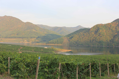 張裕建設(shè)全國六大優(yōu)質(zhì)葡萄基地