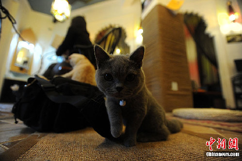 “貓吧”亮相昆明 21只世界名貓陪顧客喝咖啡