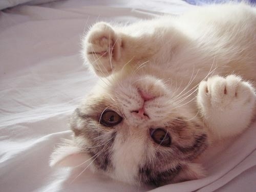 心情不好時看看這些趣圖吧