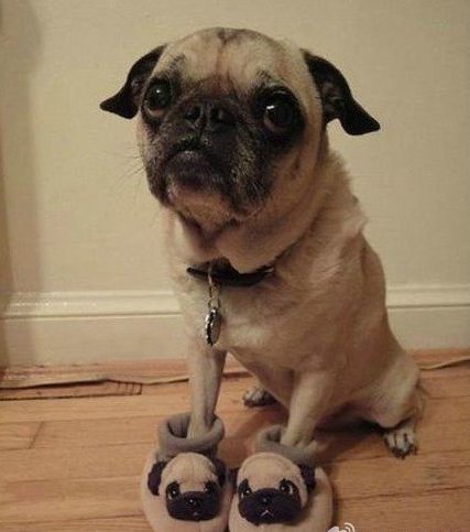 心情不好時(shí)看看這些趣圖吧