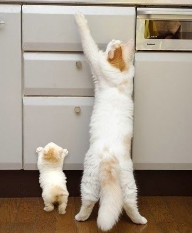 心情不好時看看這些趣圖吧