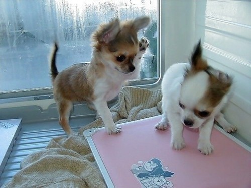 心情不好時看看這些趣圖吧