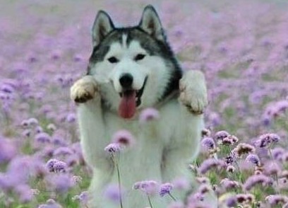 心情不好時看看這些趣圖吧