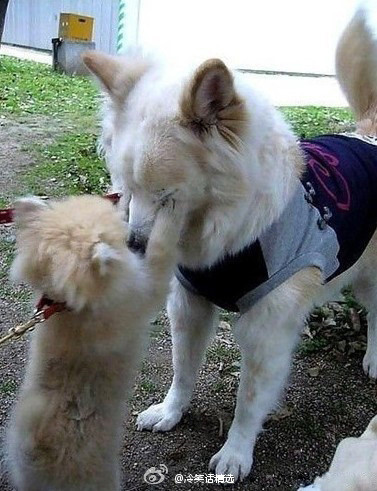 心情不好時看看這些趣圖吧