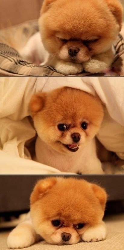 心情不好時看看這些趣圖吧