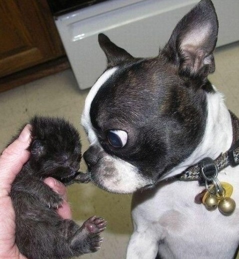 心情不好時看看這些趣圖吧