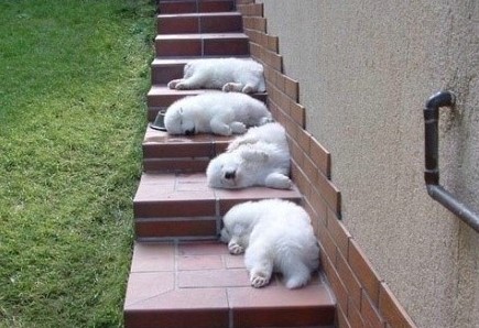 心情不好時看看這些趣圖吧