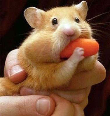 心情不好時看看這些趣圖吧