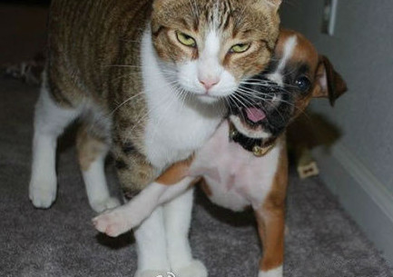 心情不好時(shí)看看這些趣圖吧