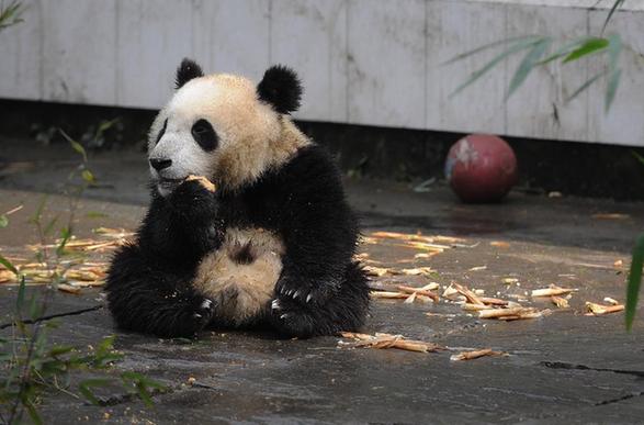 熊貓幼兒園里的幸福生活