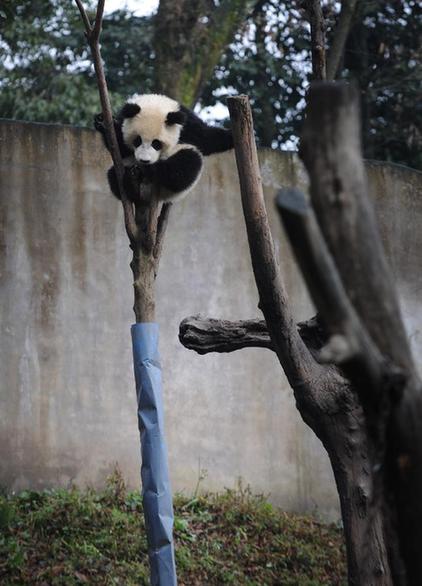 熊貓幼兒園里的幸福生活