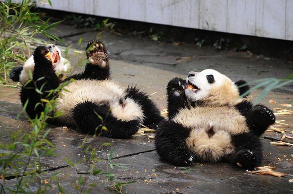 熊貓幼兒園里的幸福生活