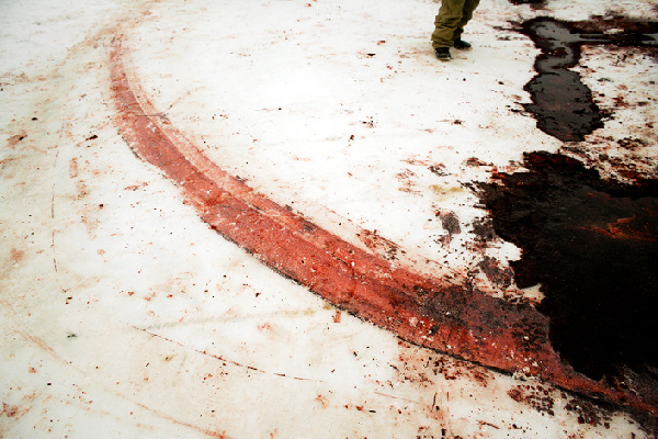 揭秘愛斯基摩人強(qiáng)悍捕鯨全程