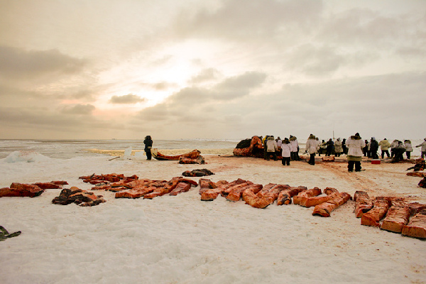 揭秘愛斯基摩人強悍捕鯨全程