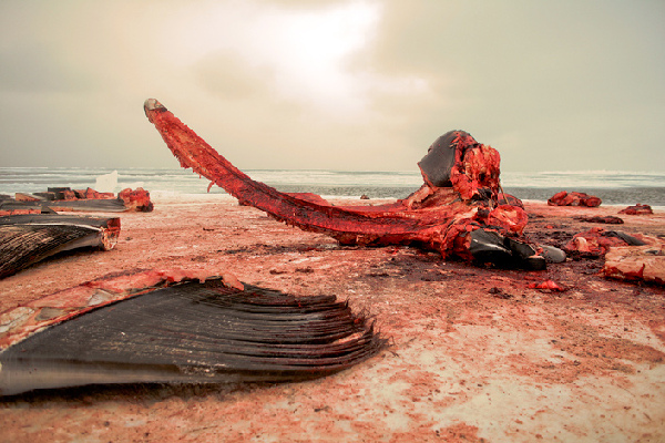 揭秘愛斯基摩人強悍捕鯨全程