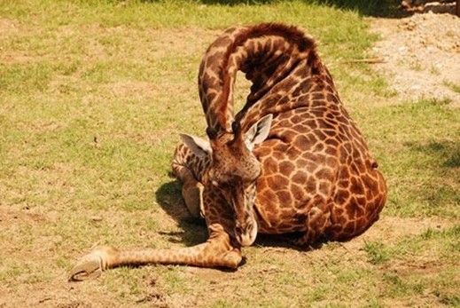 動物如何睡覺 銷魂睡姿