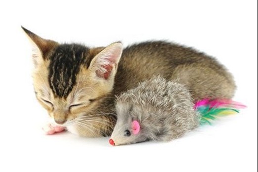 動(dòng)物如何睡覺 銷魂睡姿