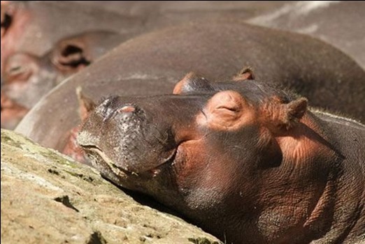 快瞧！動物如銷魂睡姿！
